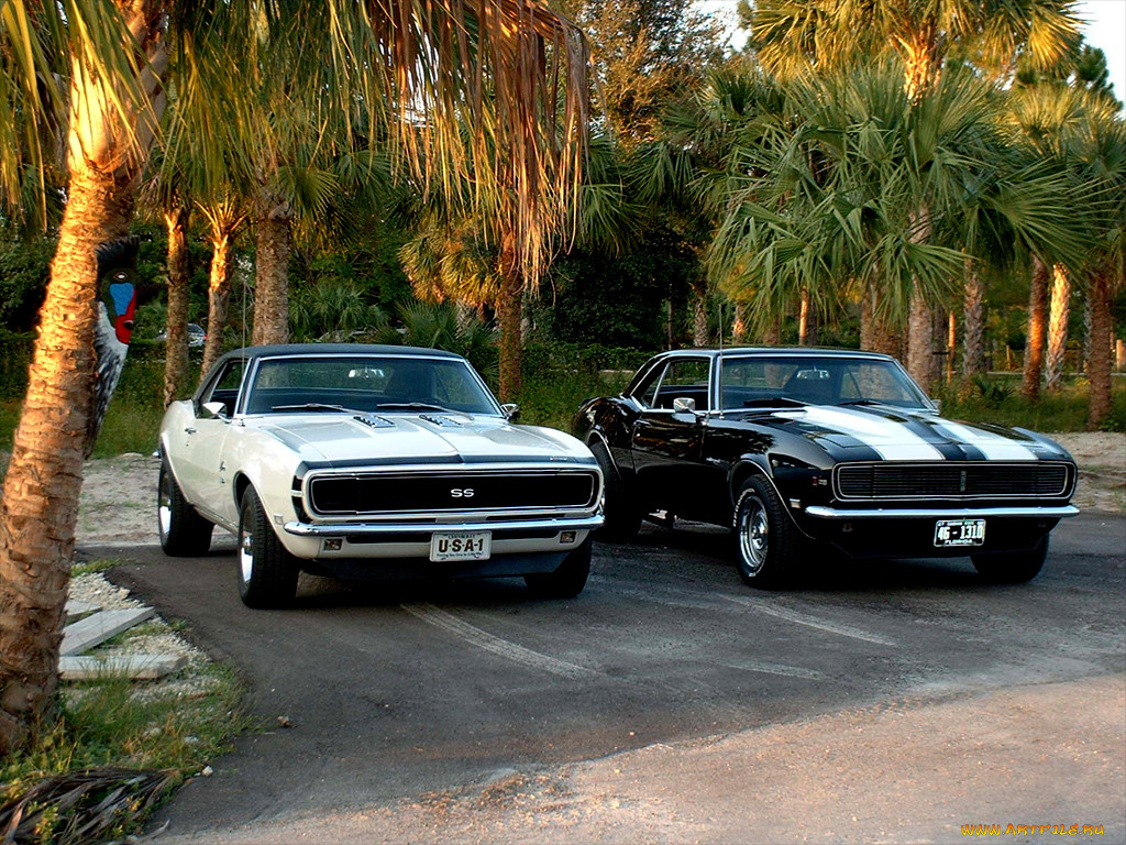 , camaro